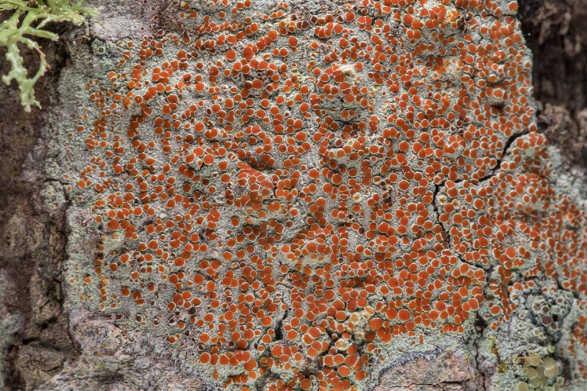 Haematomma persoonii image