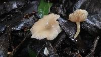 Clitocybe salmonilamella image