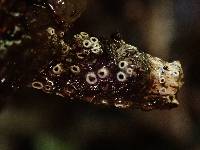 Stictis radiata image