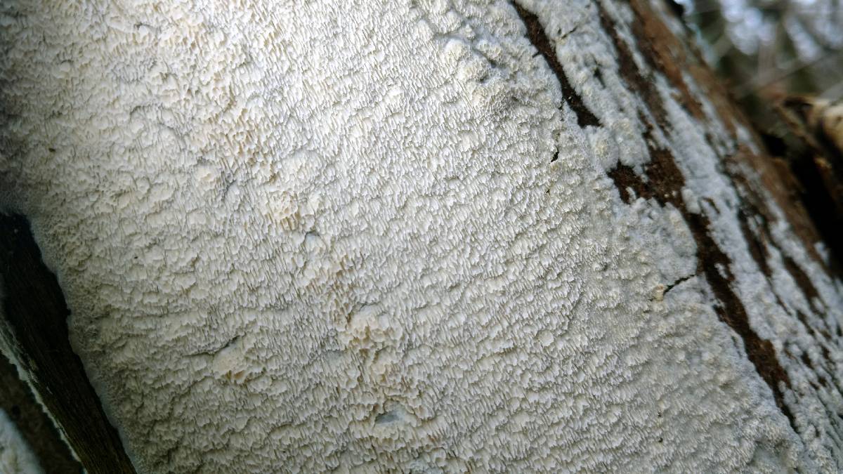 Oxyporus latemarginatus image