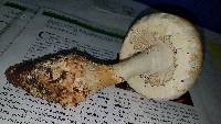 Amanita magniverrucata image