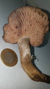 Entoloma ferruginans image