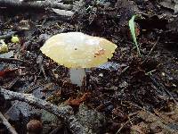 Hygrocybe flavifolia image