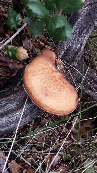 Polyporus tuberaster image