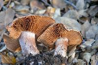 Cortinarius wahkiacus image