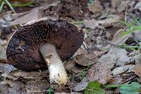 Agaricus albolutescens image