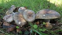 Russula aeruginea image