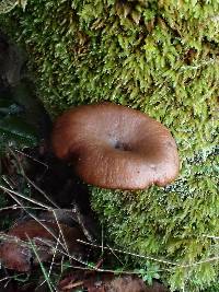 Pseudoclitocybe cyathiformis image