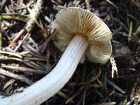 Inocybe grammata image