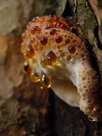 Inonotus dryadeus image