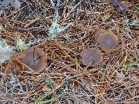 Cortinarius cinnamomeus image