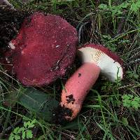 Russula rhodocephala image
