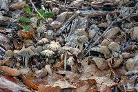 Coprinellus impatiens image