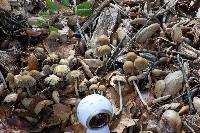 Coprinellus impatiens image