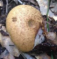 Gyroporus umbrinisquamosus image