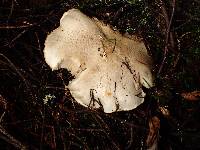 Tricholoma pardinum image