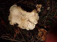 Tricholoma pardinum image