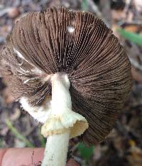 Agaricus rhoadsii image