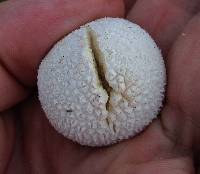 Lycoperdon marginatum image