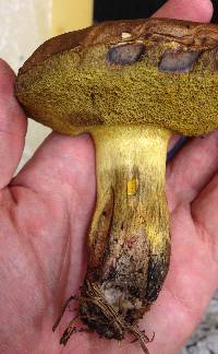 Boletus luridellus image