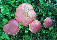 Hortiboletus campestris image