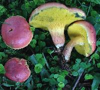 Hortiboletus campestris image