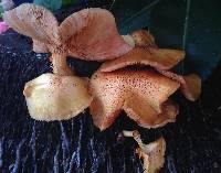 Gymnopilus palmicola image