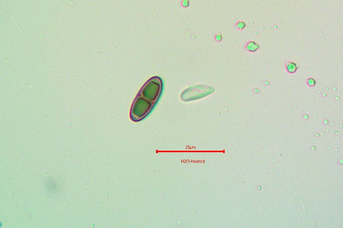 Rinodina laevigata image
