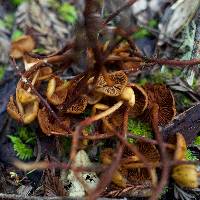 Phaeocollybia attenuata image