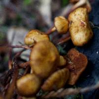 Phaeocollybia attenuata image