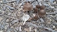 Pluteus petasatus image