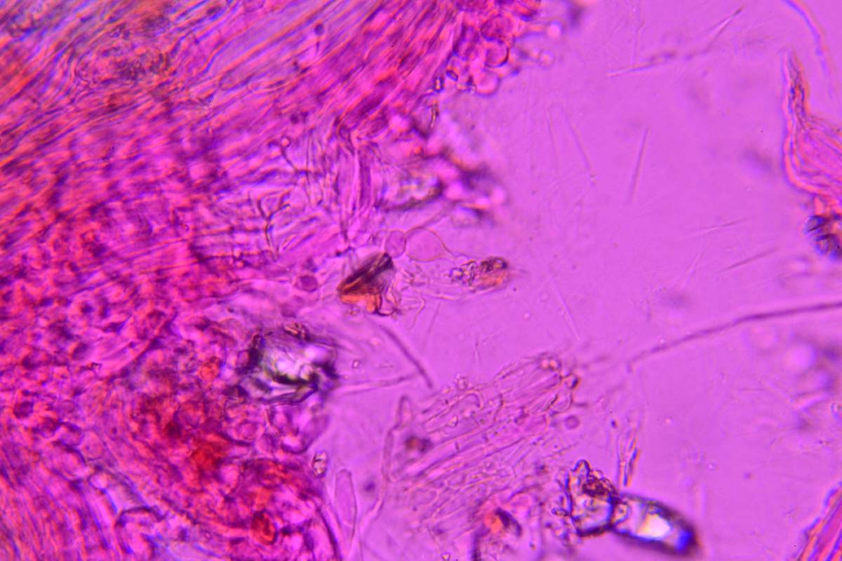 Conocybe aurea image