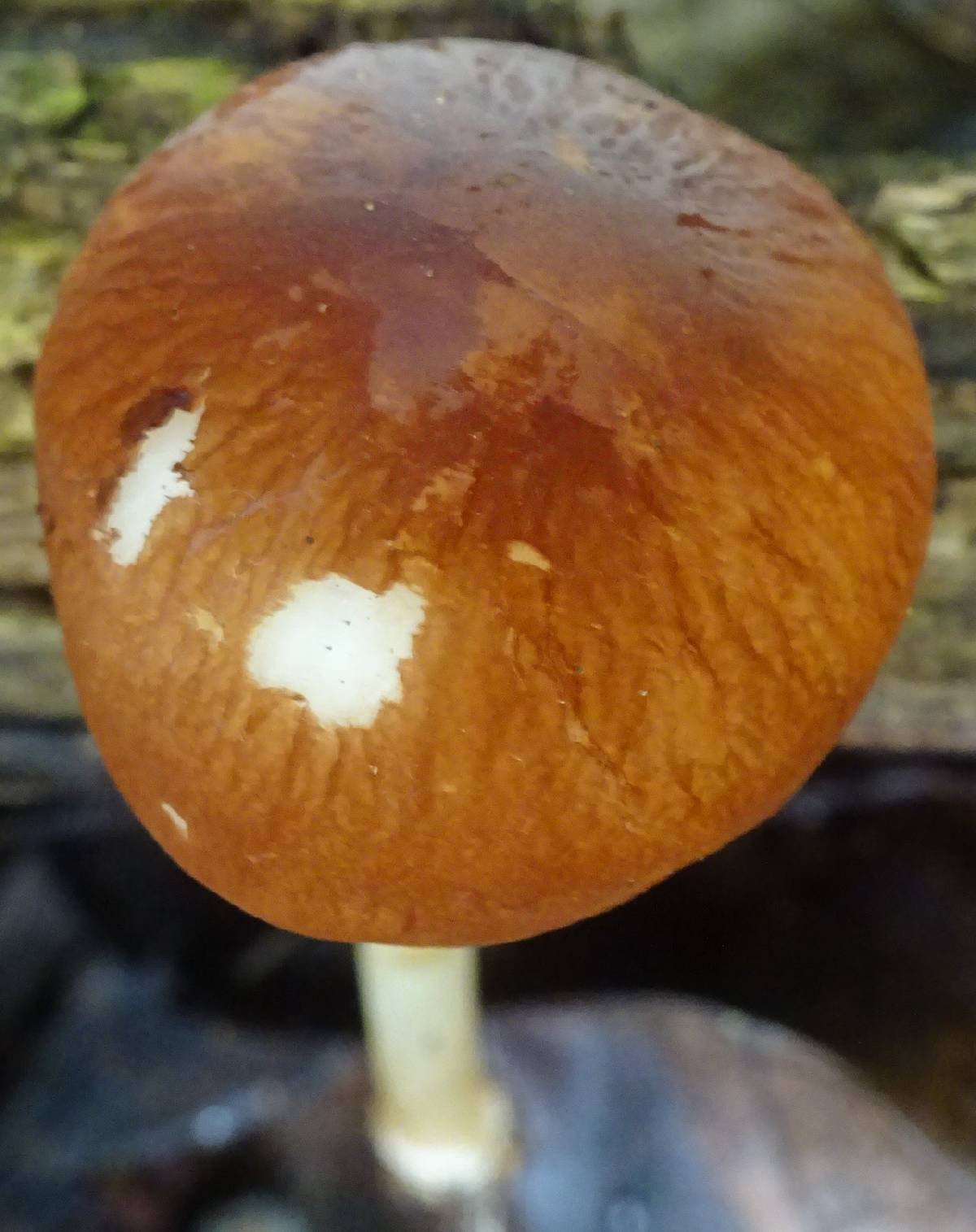 Leucopaxillus gracillimus image