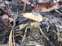 Suillus hirtellus image