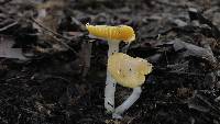 Hygrocybe flavifolia image