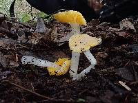 Hygrocybe flavifolia image