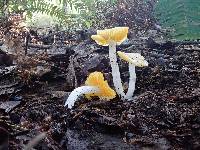 Hygrocybe flavifolia image