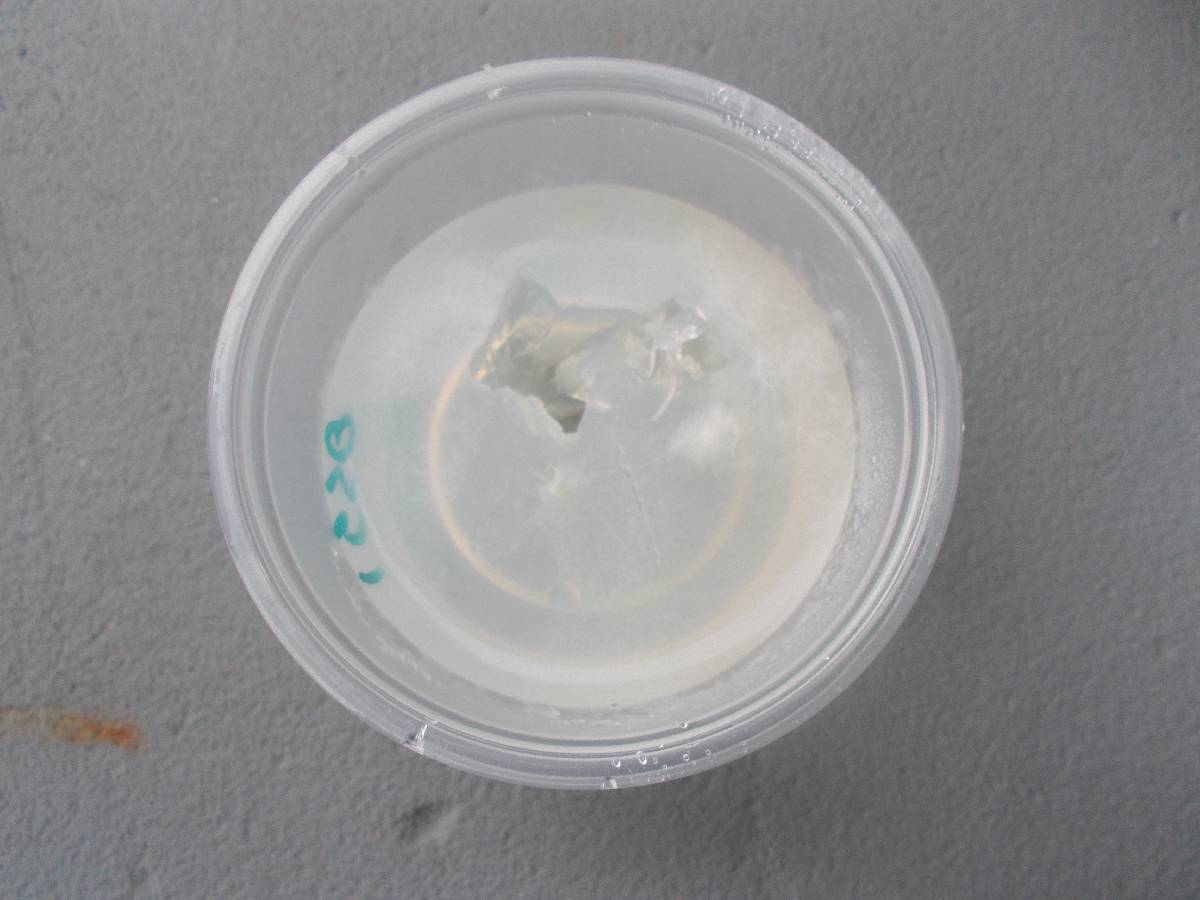 Ossicaulis lignatilis image
