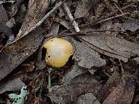 Hygrocybe flavifolia image