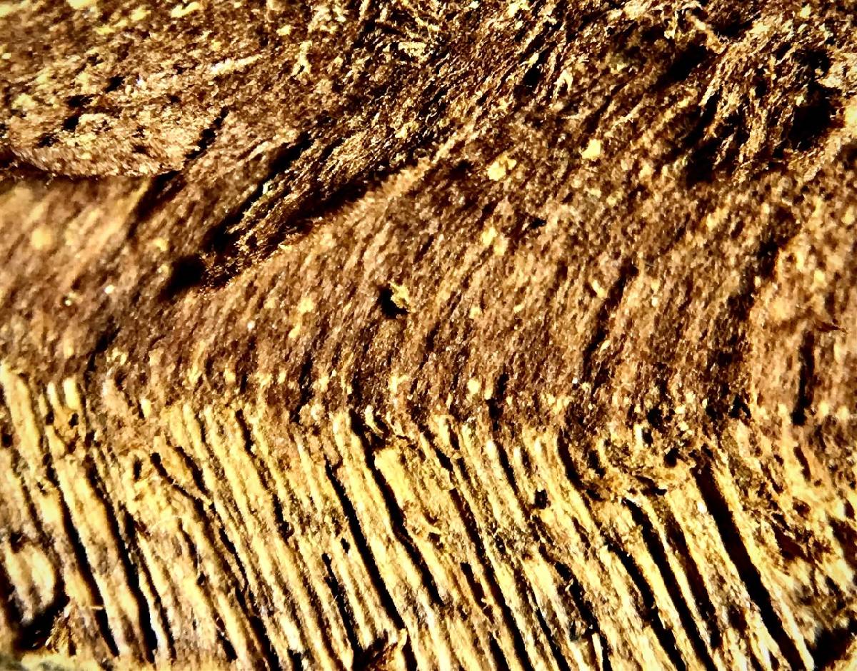 Inonotus quercustris image