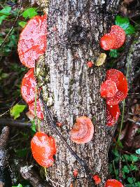 Earliella scabrosa image