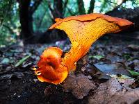 Omphalotus olearius image