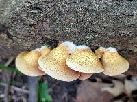 Crepidotus mollis image