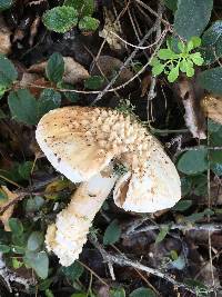 Amanita magniverrucata image