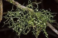 Ramalina montagnei image