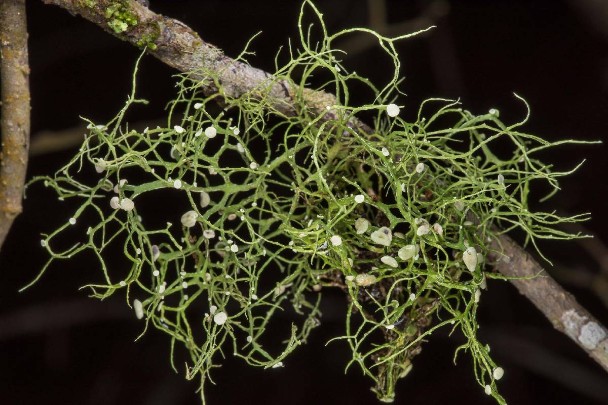 Ramalina montagnei image