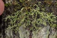 Ramalina dasypoga image