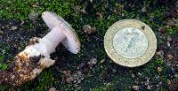 Amanita sect. Vaginatae image