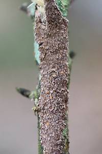 Hydnoporia olivacea image