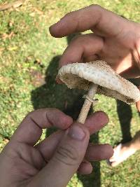 Macrolepiota bonaerensis image